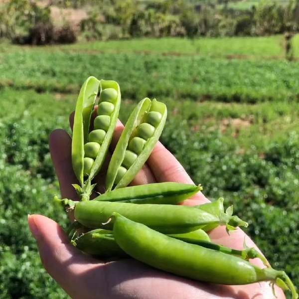 湖北豌豆已经上市！有中豌六号，九号，十一号！长寿仁！品种多！