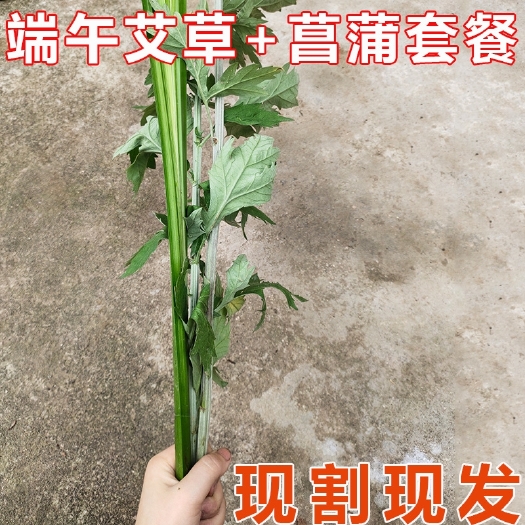 端午节专用艾草菖蒲 产地直发 货源稳定供应 提前预订