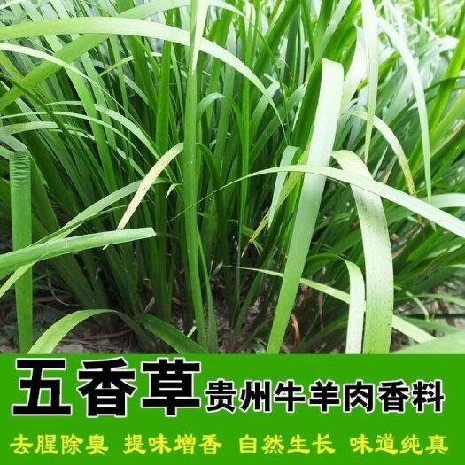 贵州山奈五香草种苗产地直供种植大户 货源稳定