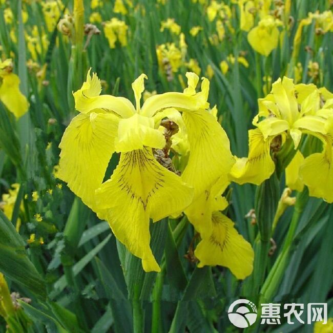 黄菖蒲种子，黄花鸢尾水生净水植物池塘水草种子耐寒水烛花批发