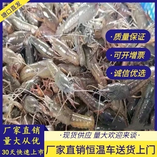 潜江市潜江小龙虾苗活体包邮3 4公分苗淡水养殖虾苗高存活率