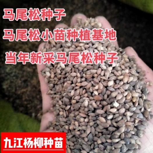 九江今年新采马尾松种子 松树种子价格 产地批发，量大优惠