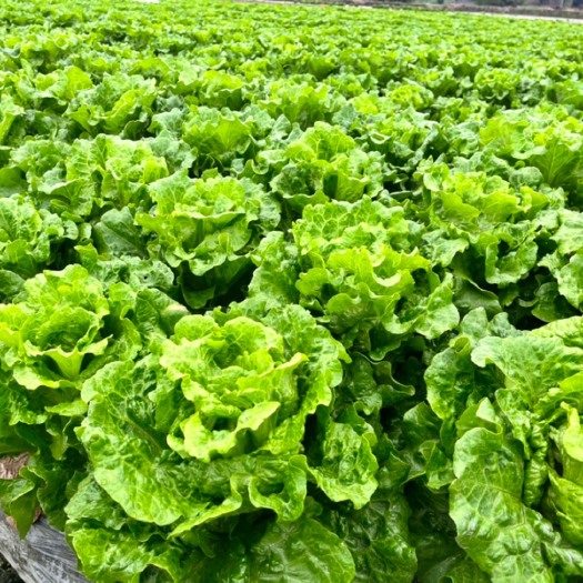 成都精品意大利生菜，全部通货，量大从优 基地直供