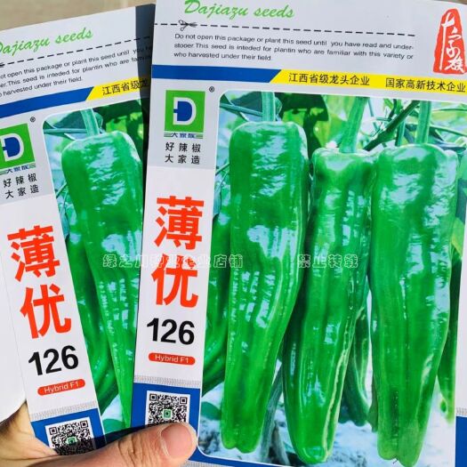沭阳县大家族升级换代长果型薄皮椒种子 薄优146叶片小抗病皮薄辣椒