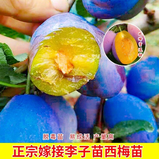 特大果西梅树苗女神西梅苗嫁接晚熟李子苗南北方种植盆栽果树地栽