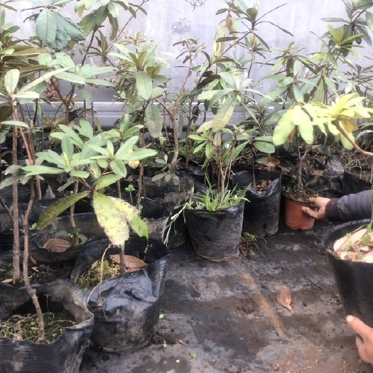 腾冲市云南腾冲马缨花树苗