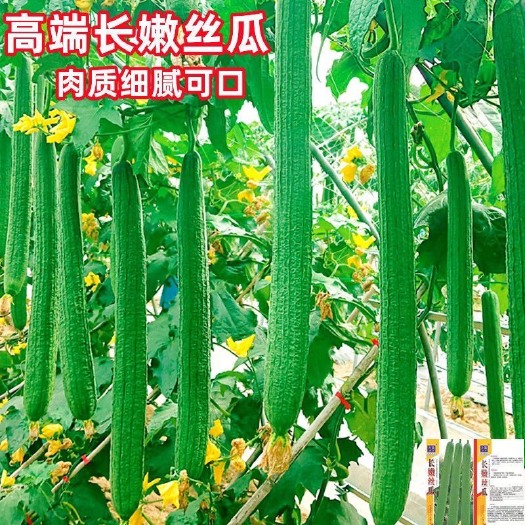 邵东市长嫩丝瓜种子