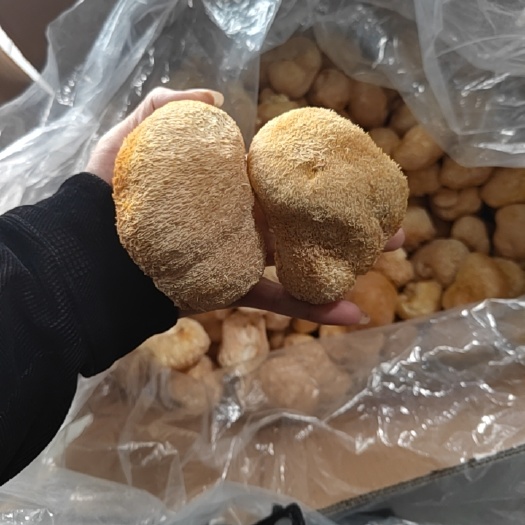 干猴头菇形状好  可做出口古田猴头菇各规格
