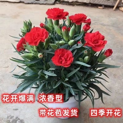 康乃馨盆栽花苗带花苞室内阳台庭院花卉绿植鲜花好养四季开花不断