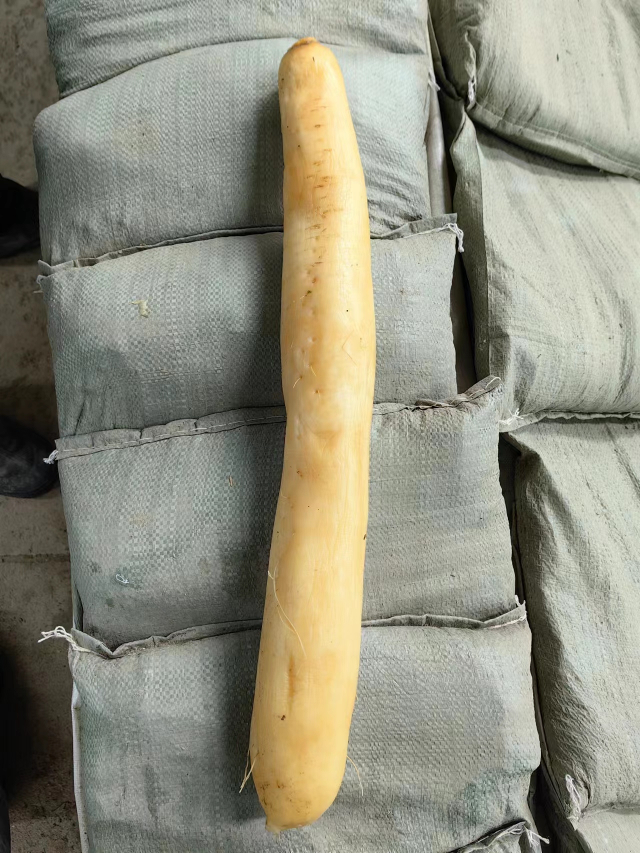 通货萝卜