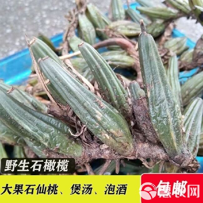 贵州新鲜石橄榄