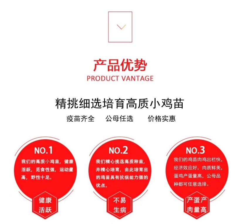 黑羽绿壳蛋鸡脱温苗黑羽产蛋多的绿壳蛋百分之九十以上