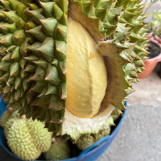 昆明金枕榴莲批发，整柜，大宗商品交易