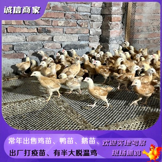 衡阳脱温仙居鸡苏禽鸡苗纯土放养虫子鸡量大优惠