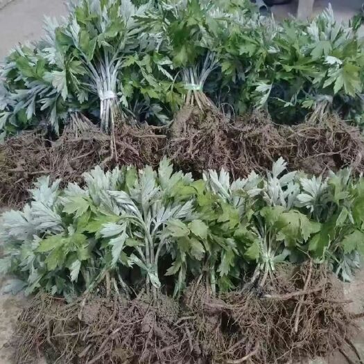 唐河县艾草种植苗红杆艾艾篙野生新鲜药用食用带根大叶艾草苗现挖现先