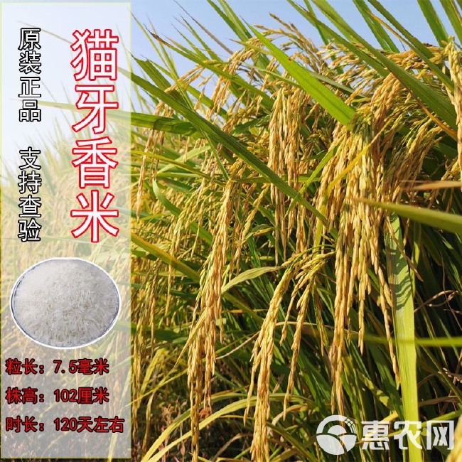 猫牙玉针香米稻谷种子 常规矮杆长粒香稻种 原种浓香优质稻
