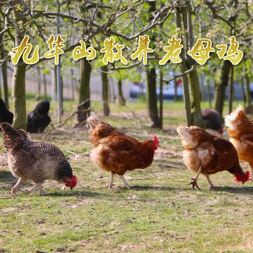 顺丰包邮～安徽九华山散养跑山土鸡老母鸡童子鸡