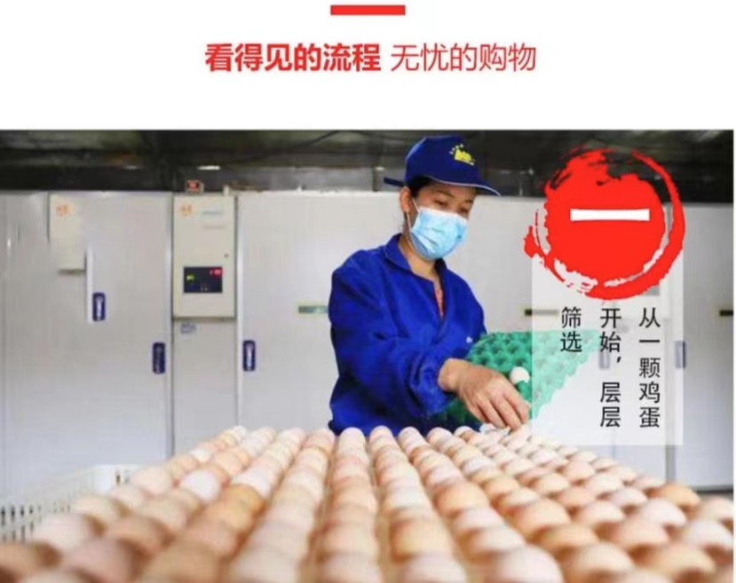 出售k901鸡苗麻黄鸡苗快大型麻鸡苗
