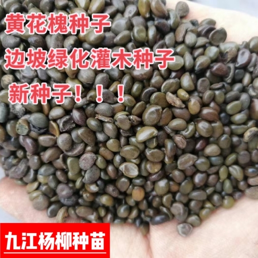 九江今年新上市的黄花槐种子 护坡灌木种子 产地批发价格