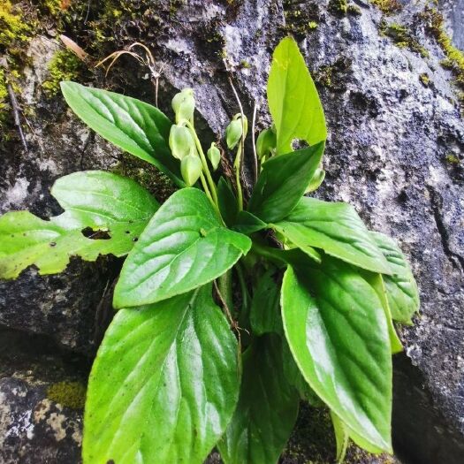 贵州新鲜岩白菜 现采现发岩白菜新鲜天然中药材