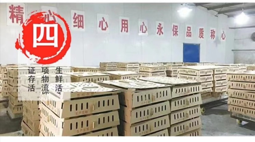 出售k901鸡苗麻黄鸡苗快大型麻鸡苗