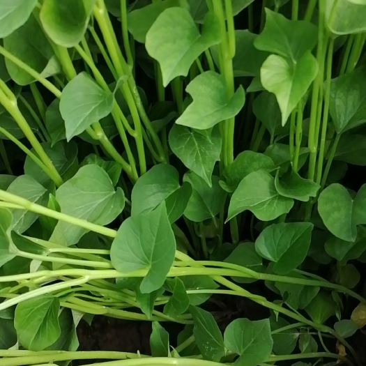兴平市秦薯5号红薯苗。