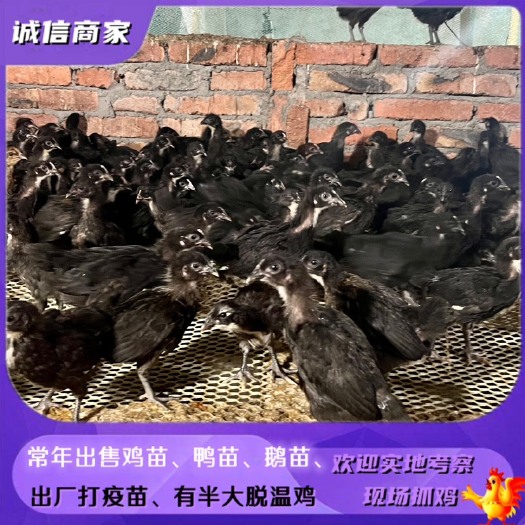 衡阳黑羽绿壳蛋鸡脱温苗黑羽产蛋多的绿壳蛋百分之九十以上