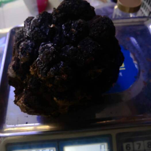 伊春桦树茸  整颗一斤到二斤左右