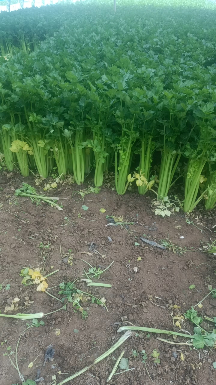 大芹菜
