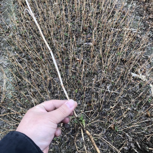 开原市东北接骨木小苗 辽宁接骨木工程苗 开原接骨木杯苗繁育基地