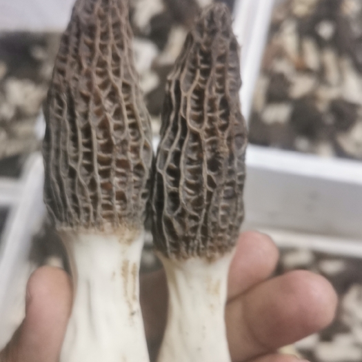 林西县羊肚菌