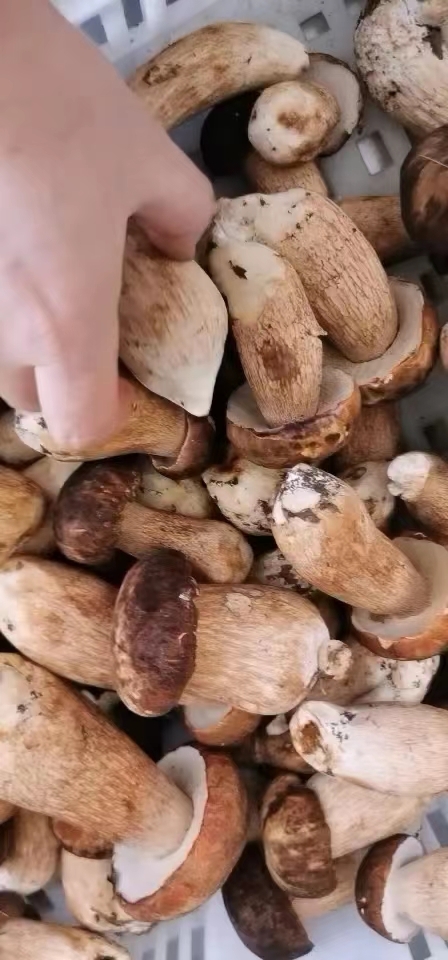 丹东大山里生长牛肝菌，美味牛肝菌，黑牛肝菌，红牛肝菌，红葱，白葱