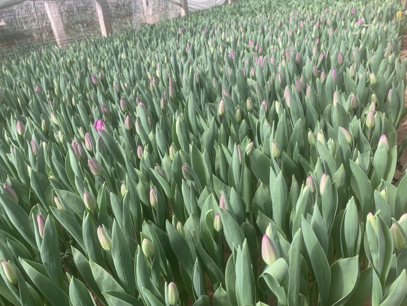 郁金香花海景观绿化工程鲜切花家庭插花鲜花