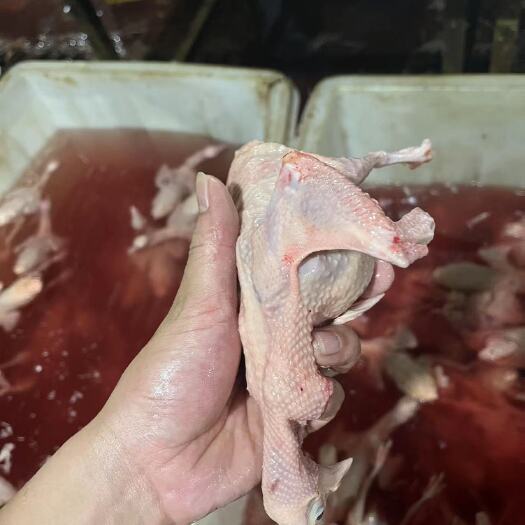 佛山白条鸽子批发
