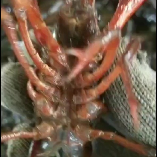 一手养殖户直销小龙虾