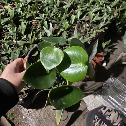 青州市荷叶碧玉