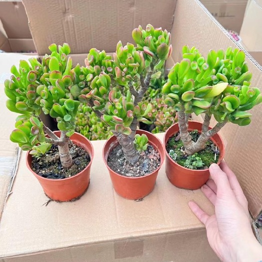广州120精品吸财树24装一箱