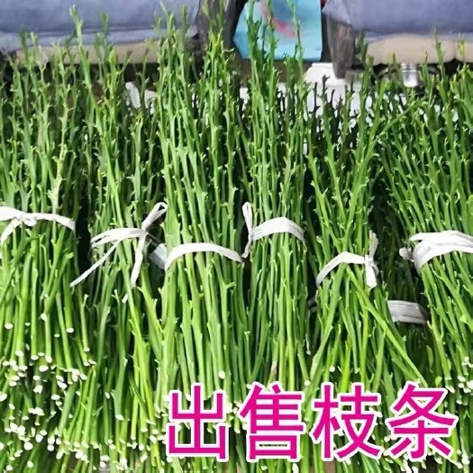 安远县原产地出售枝条新品种脐橙嫁接穗赣南早卡拉血橙龙回红纽贺尔脐橙