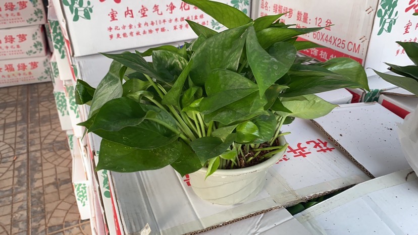 青州市绿箩