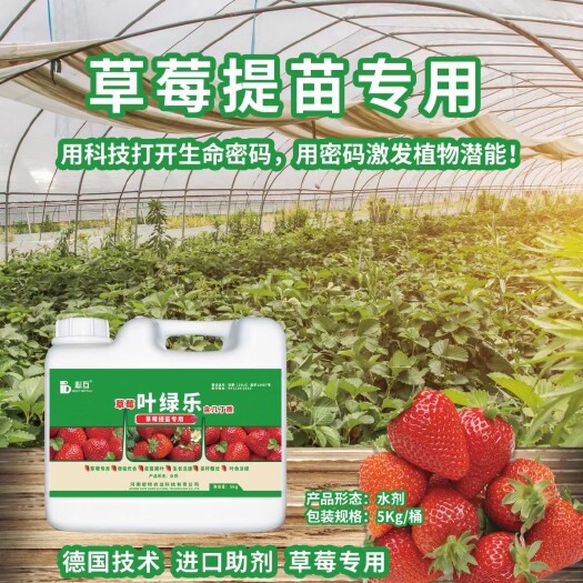郑州草莓专用肥，针对草莓生长特点特别设计，正规厂家，假一罚十。