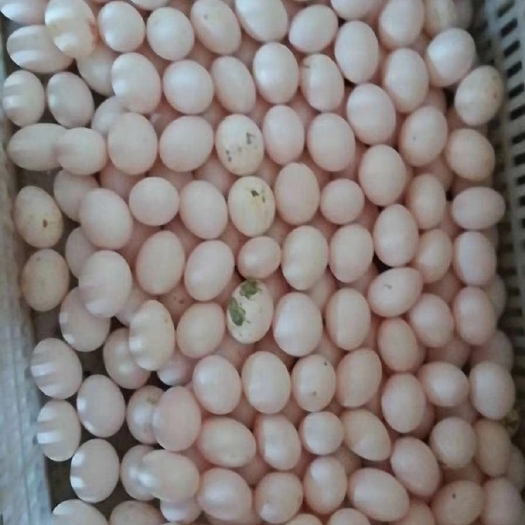 岳池县鸽子蛋  粮食蛋 当天捡能保证新鲜度   也可孵化