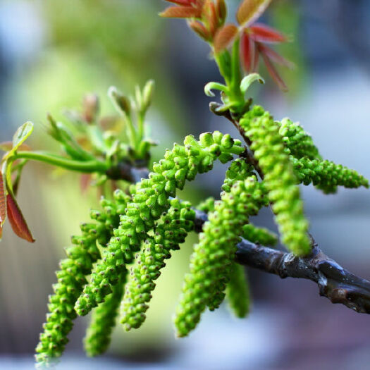 永仁县核桃花 好吃不贵