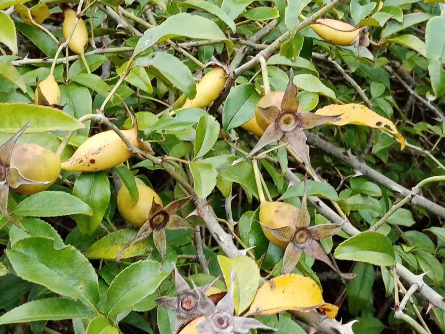 无刺金樱子苗 金樱子苗批发