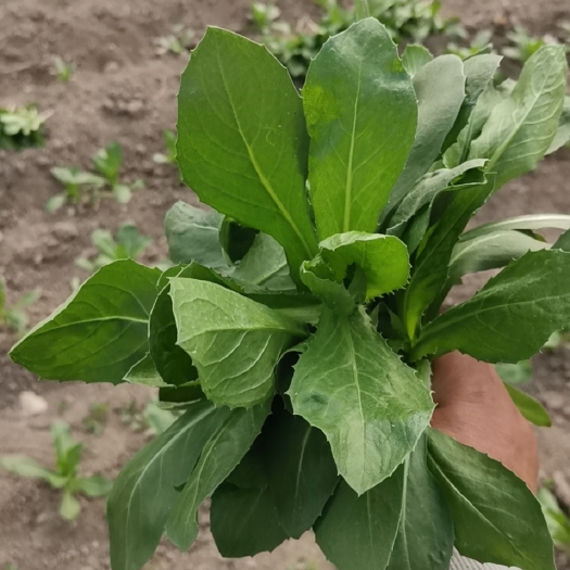 修武县长寿菜，红花苗菜