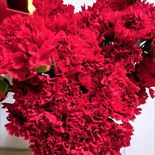 昆明云南康乃馨鲜花基地直发尤加利叶黄莺香水百合家庭生活鲜花洋