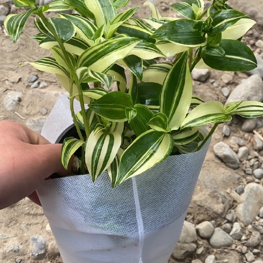 青州市青白玉吊兰