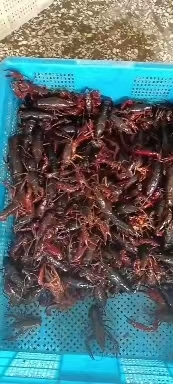 阜阳小龙虾虾苗