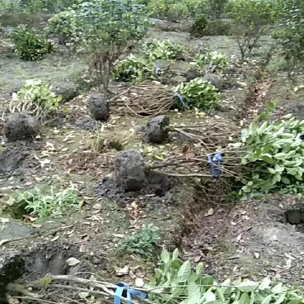 成都栀子花毛球批发，栀子花毛笼子，大叶栀子花，栀子花种植基地