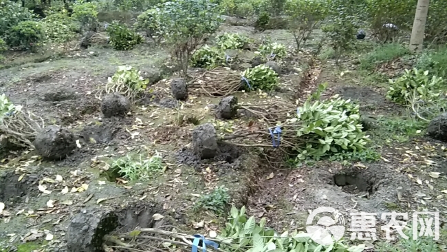 成都栀子花毛球批发，栀子花毛笼子，大叶栀子花，栀子花种植基地