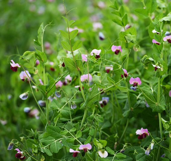 香豌豆种子爬藤花豌豆花卉种子四季公园阳台庭院室内易种易活